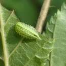 Image of Elegant Tailed Slug Moth