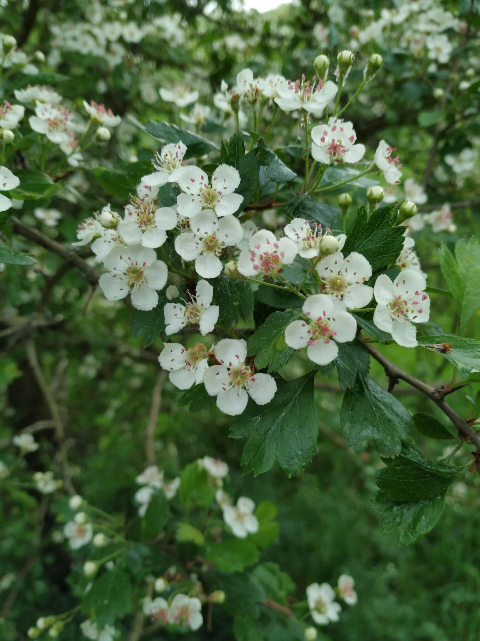 Imagem de Crataegus laevigata (Poir.) DC.