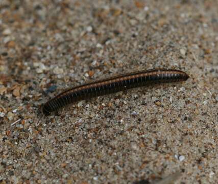 Image of Striped Millipede