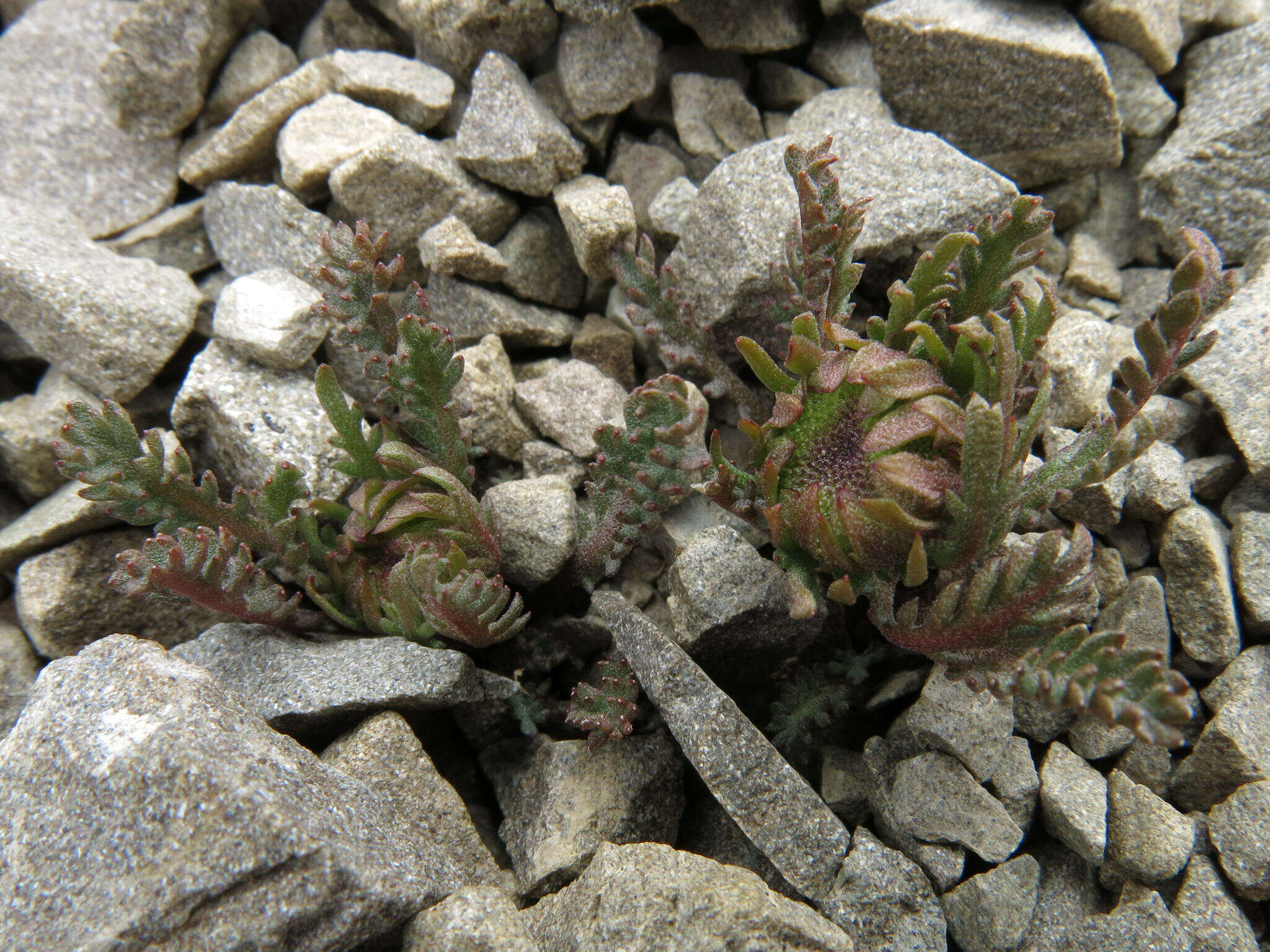 Image of Leptinella dendyi (Cockayne) D. G. Lloyd & C. J. Webb