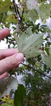 Image of red maple