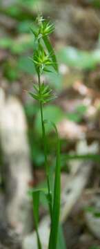 Image of Northern Long Sedge