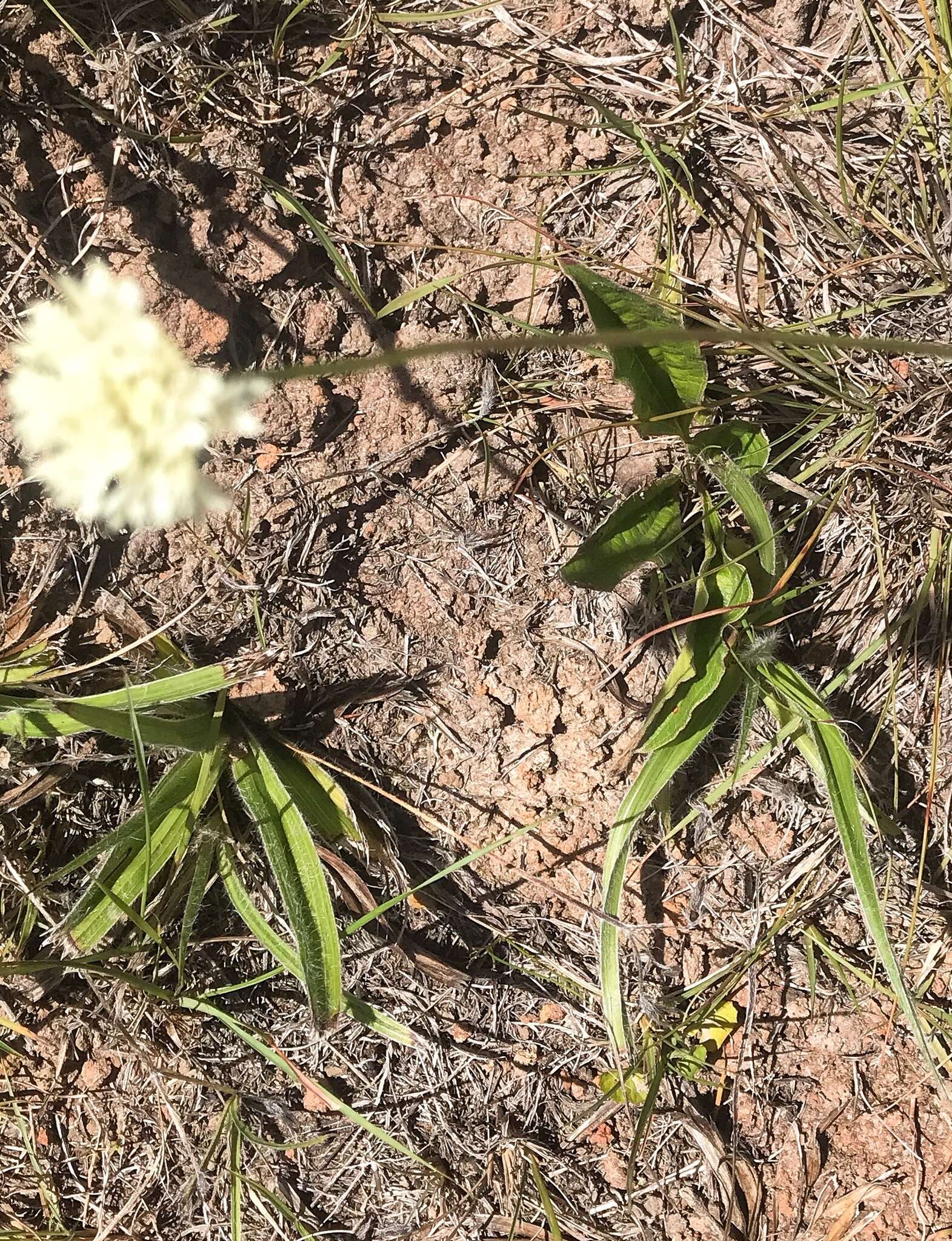 Image of Cephalaria humilis (Thunb.) Roem. & Schult.