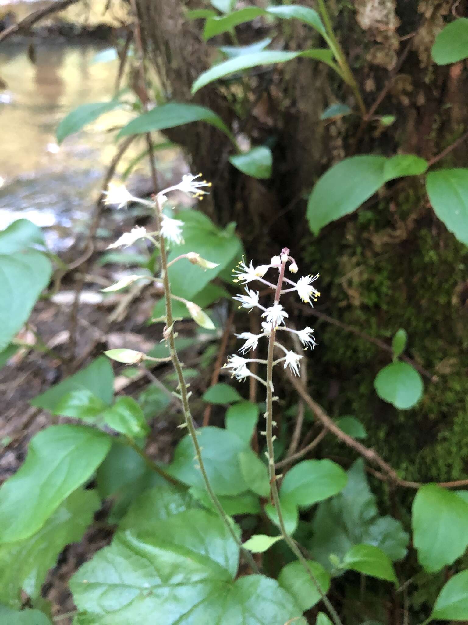 Image of heartleaf foamflower