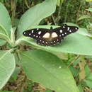 Image of Papilio jacksoni Sharpe 1891
