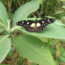 Imagem de Papilio jacksoni Sharpe 1891