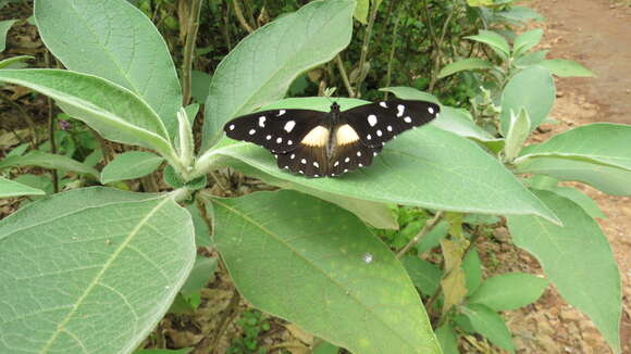 Image de Papilio jacksoni Sharpe 1891