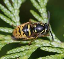 Image of Common wasp