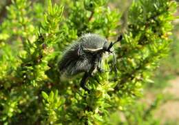 Image of <i>Odontorrhina <i>pubescens</i></i> pubescens