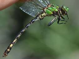 صورة Ophiogomphus aspersus Morse 1895