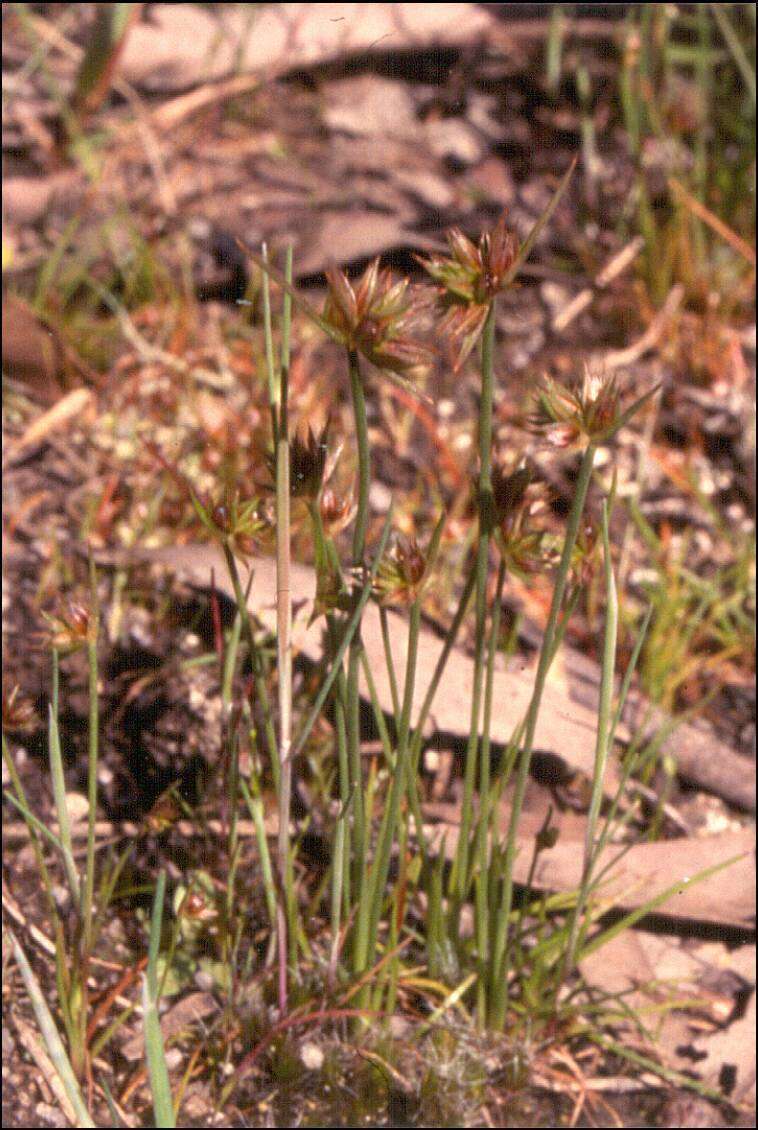 Image of dwarf rush