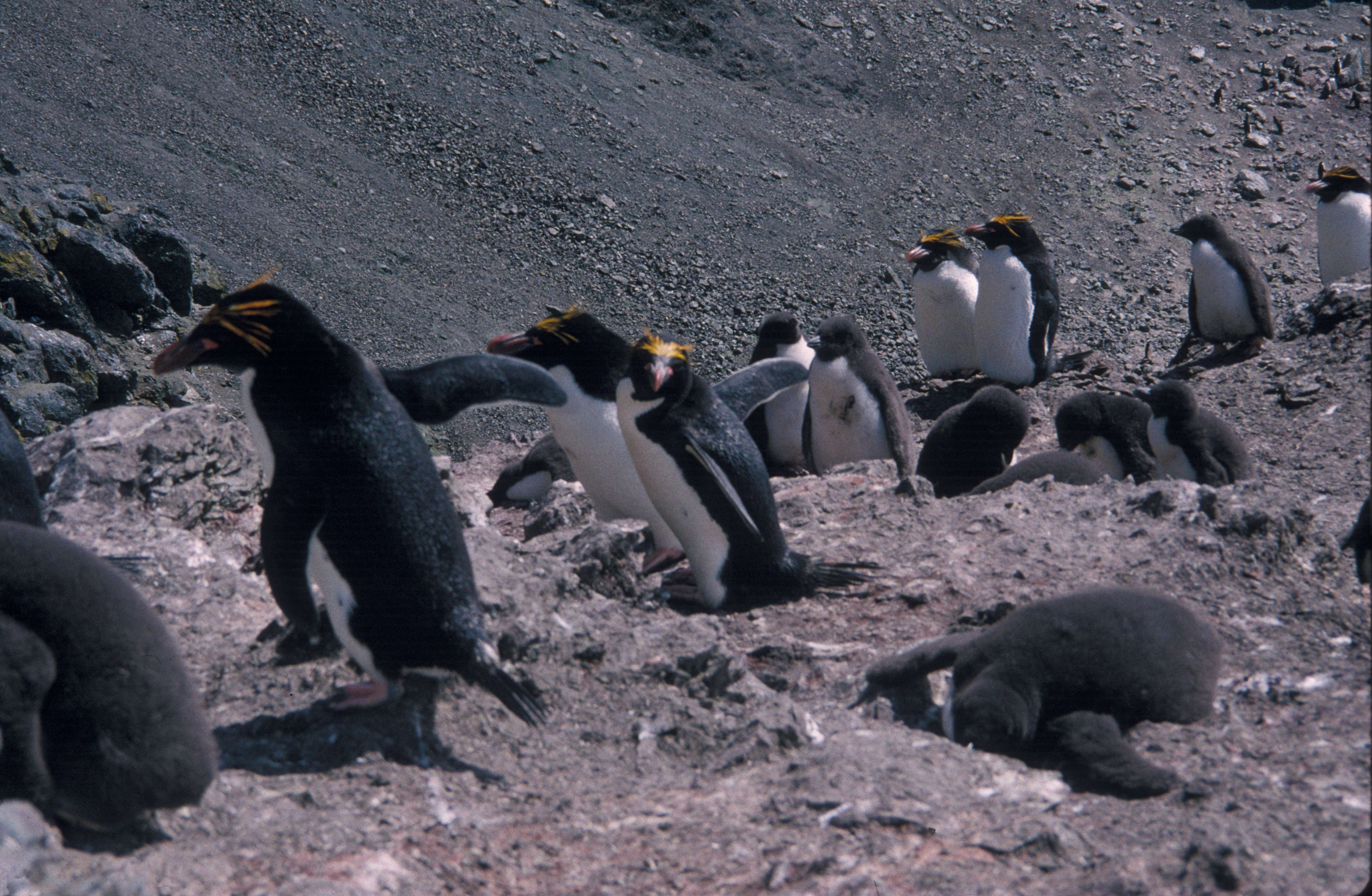 Image of Macaroni Penguin