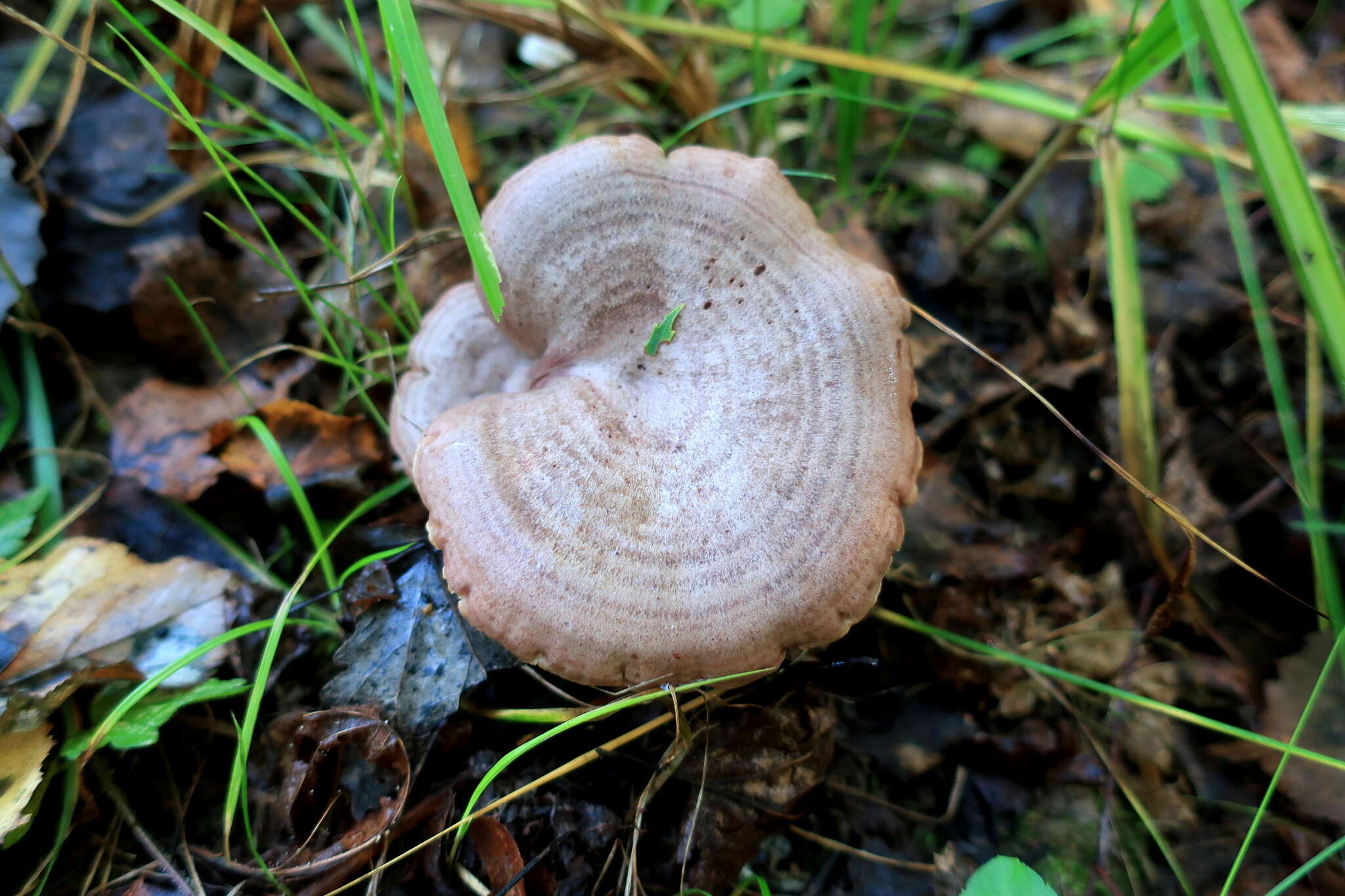 Image of Lactarius flexuosus (Pers.) Gray 1821