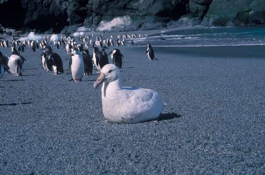 Image of Antarctic Giant-Petrel