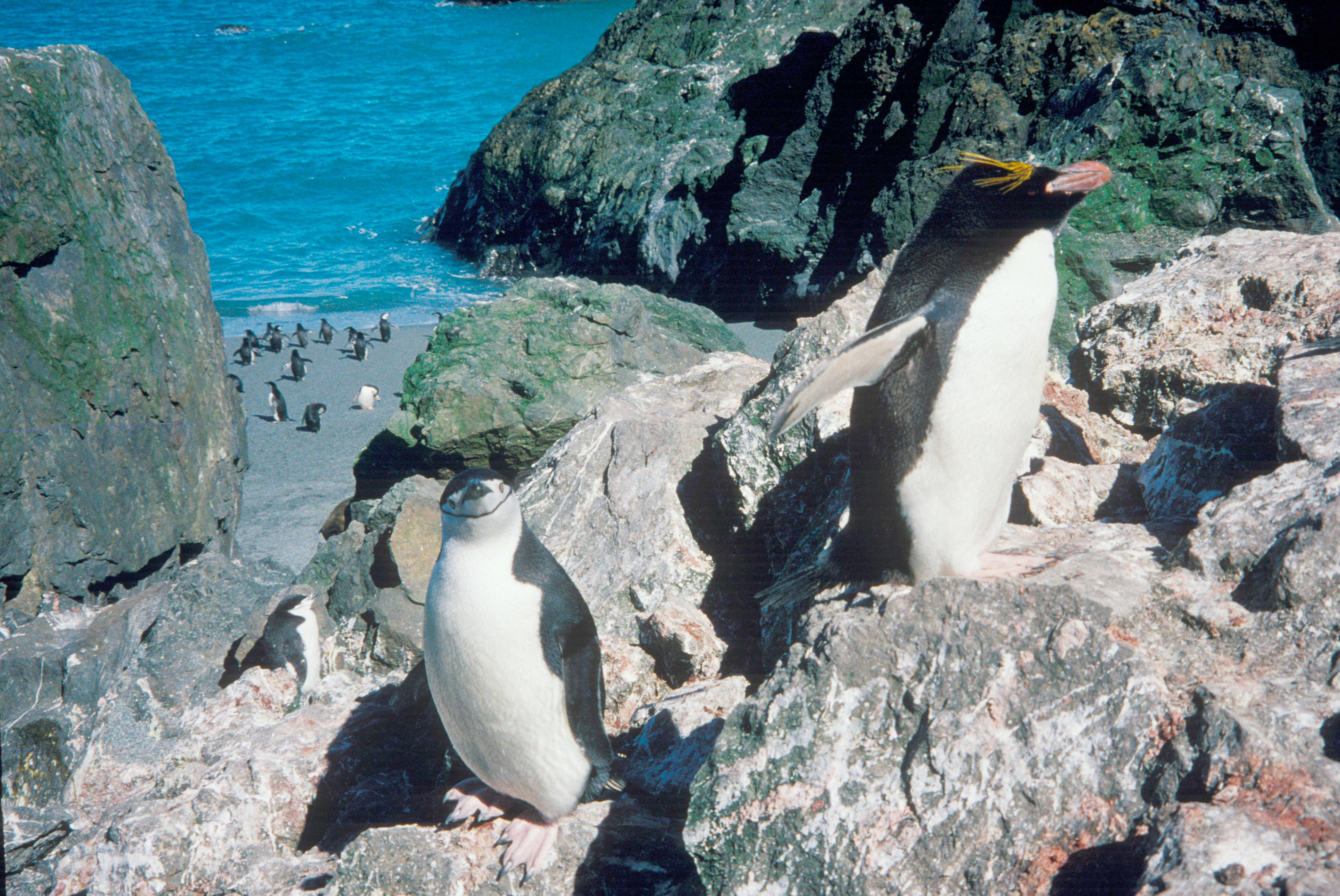 Plancia ëd Pygoscelis antarcticus (Forster & JR 1781)