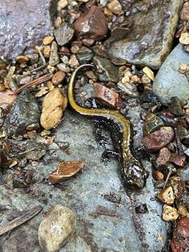 Image of Coeur d'Alene Salamander