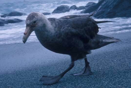 Image of Antarctic Giant-Petrel