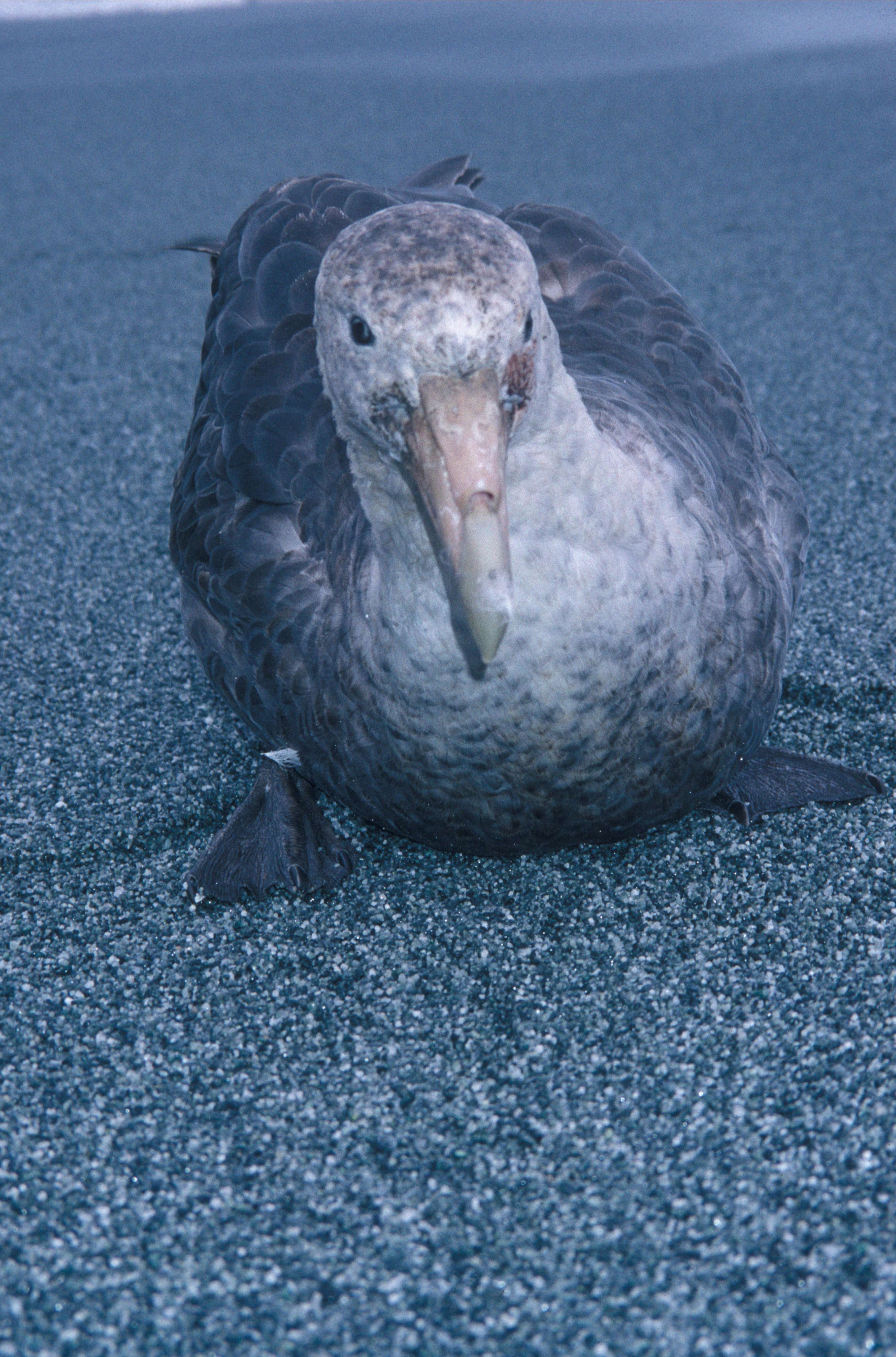 Image of Antarctic Giant-Petrel