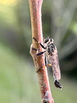 Image of Efferia tabescens (Banks 1919)