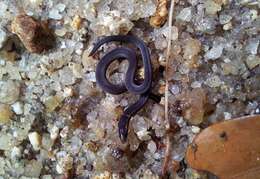 Image of Cantor's Dwarf Reed Snake