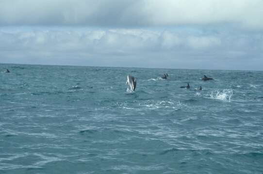 Image of Dusky Dolphin