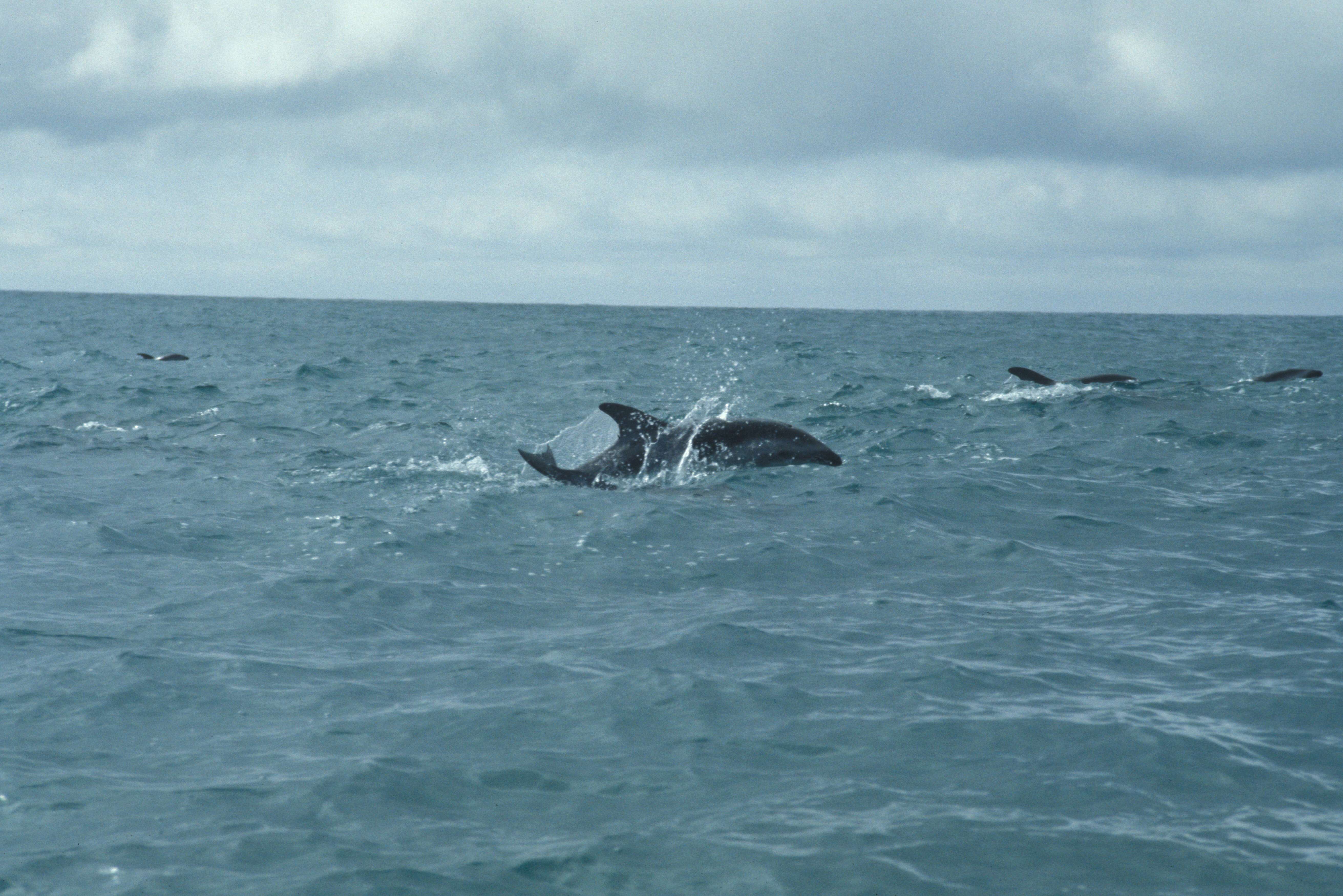 Image of Dusky Dolphin