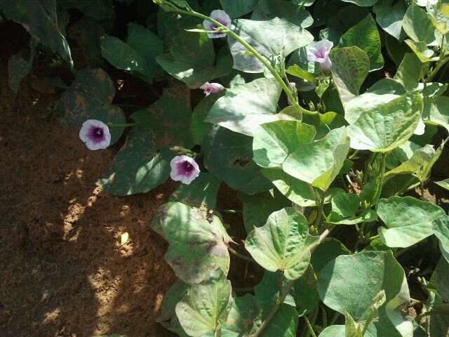 Image of sweet potato