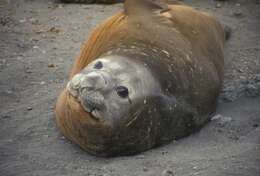 Image of South Atlantic Elephant-seal