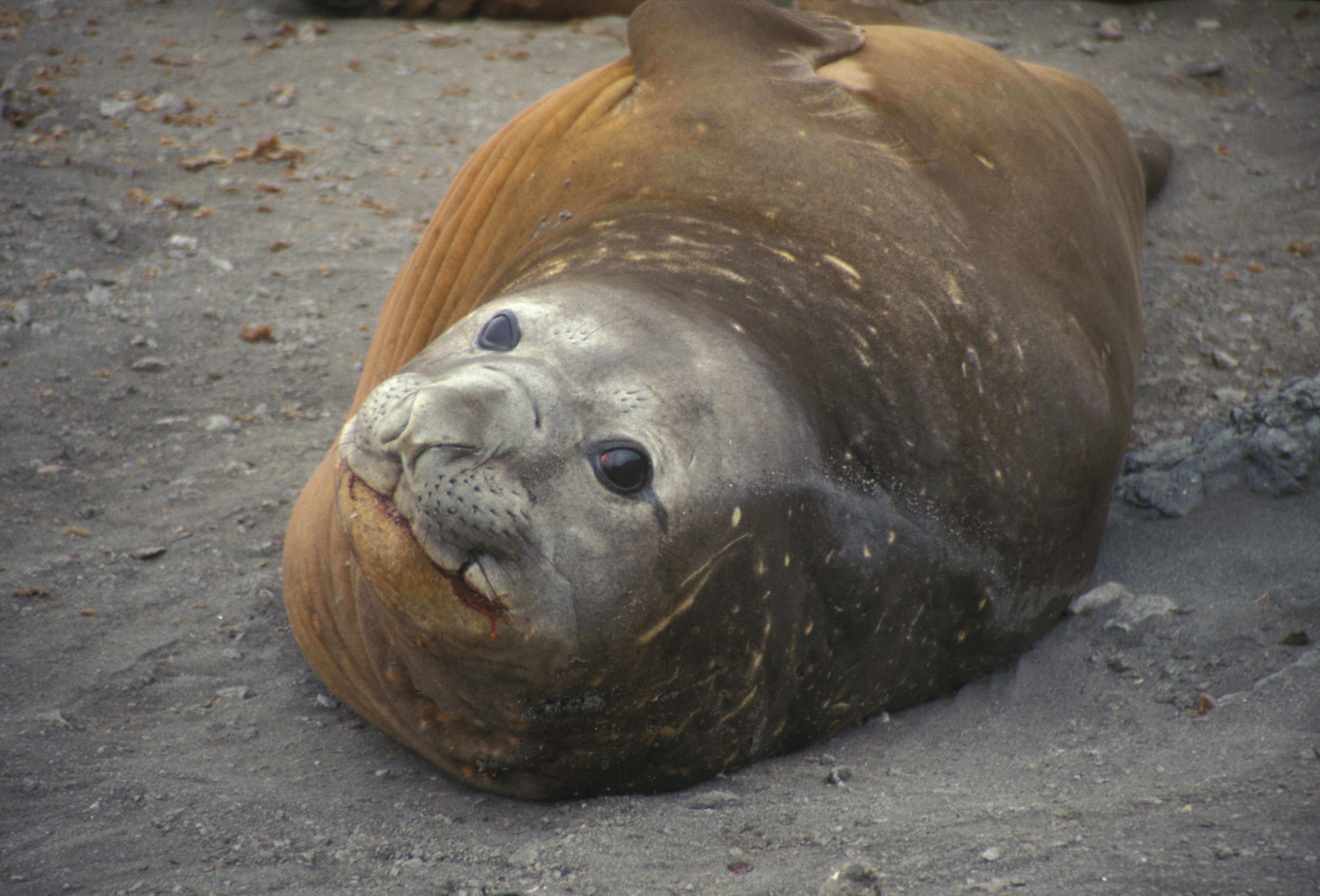 Image of South Atlantic Elephant-seal