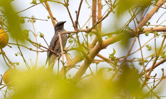 Image of Indochinese Cuckooshrike