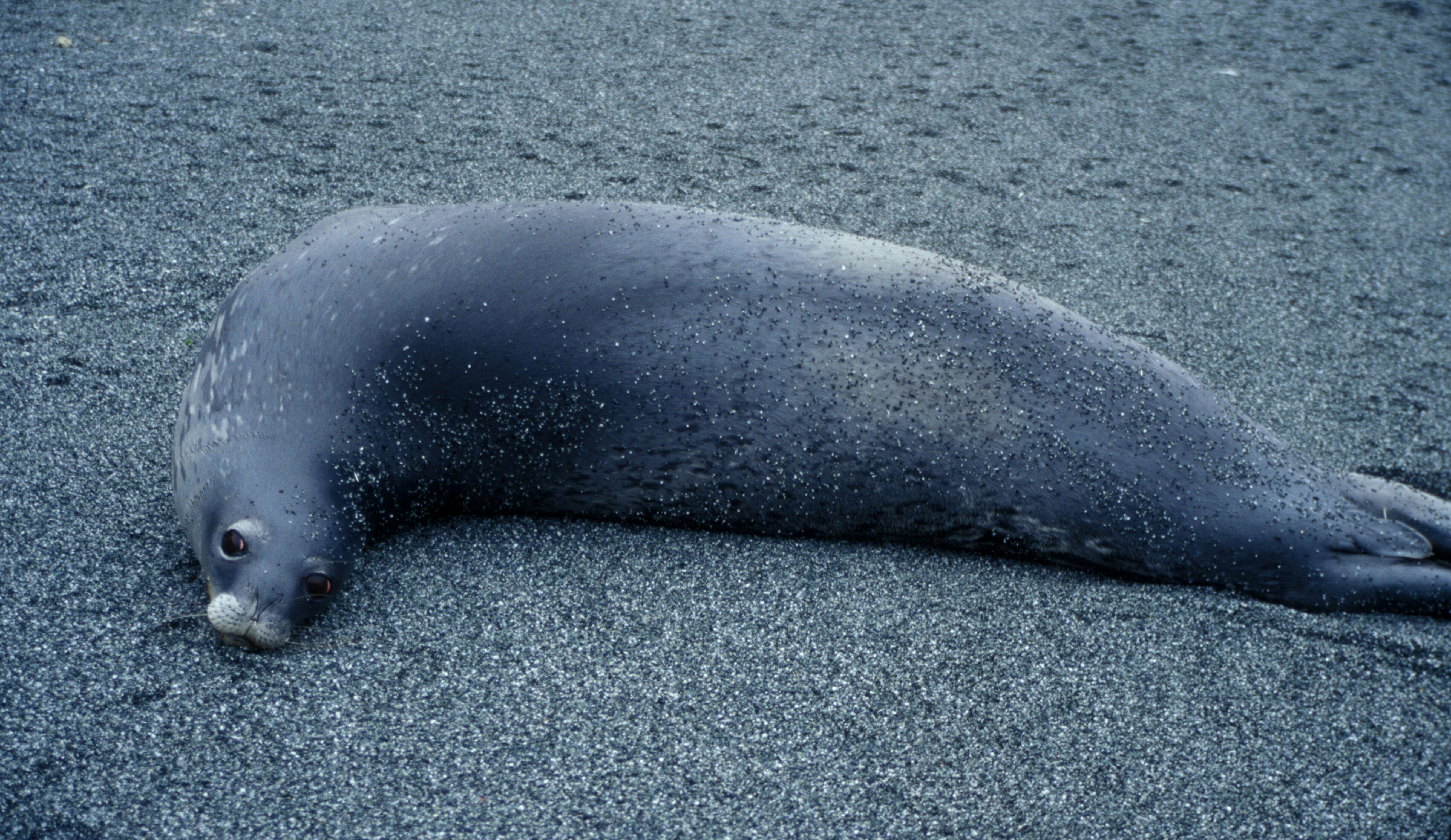 Image of Weddell seal