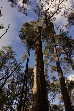 Image of red bloodwood