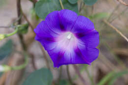 Image of tall morning-glory