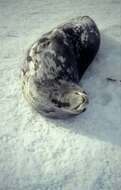 Image of Weddell seal