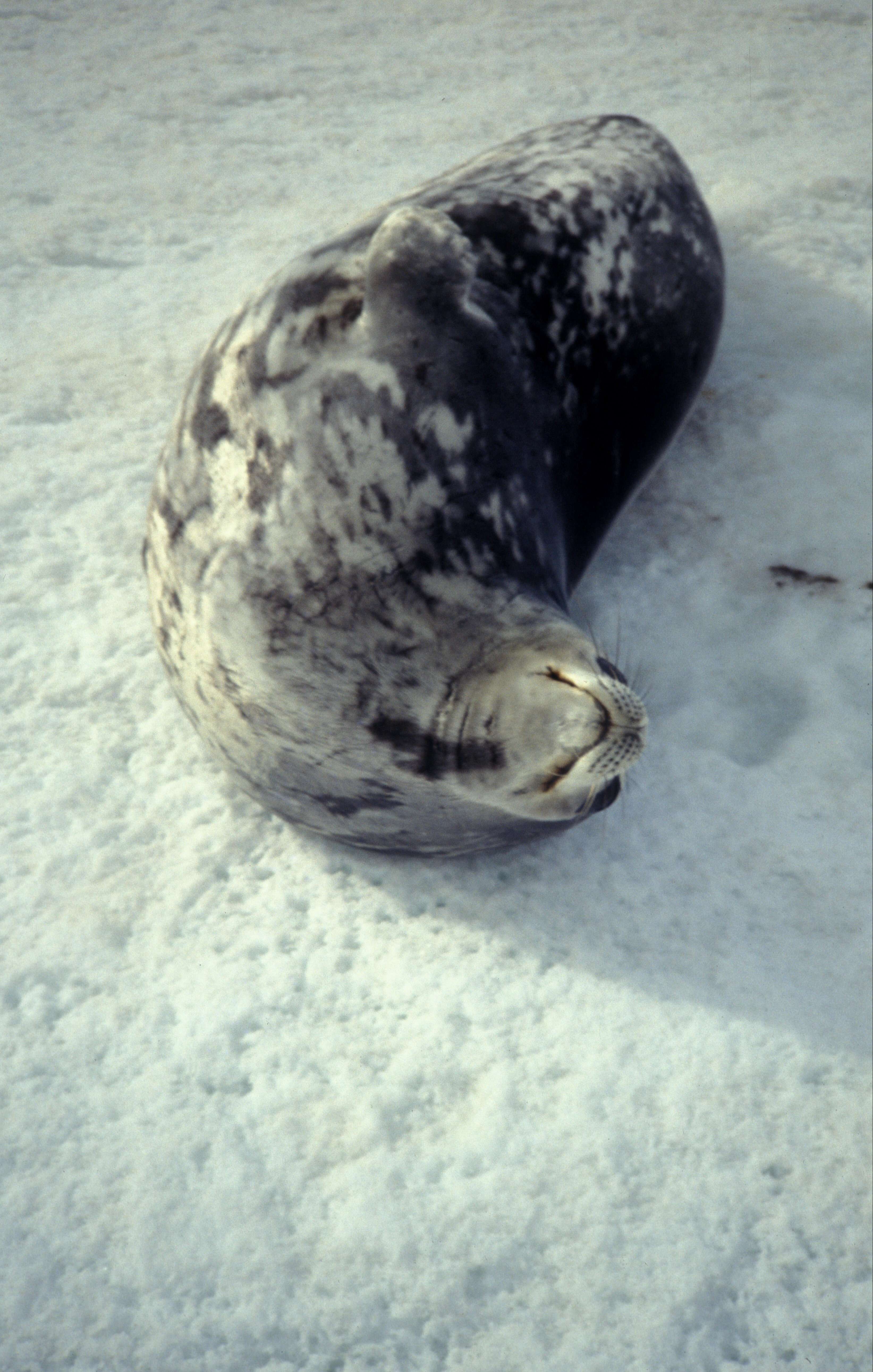 Image of Weddell seal