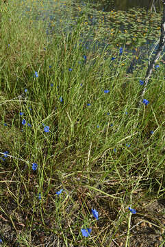 Commelina agrostophylla F. Muell.的圖片