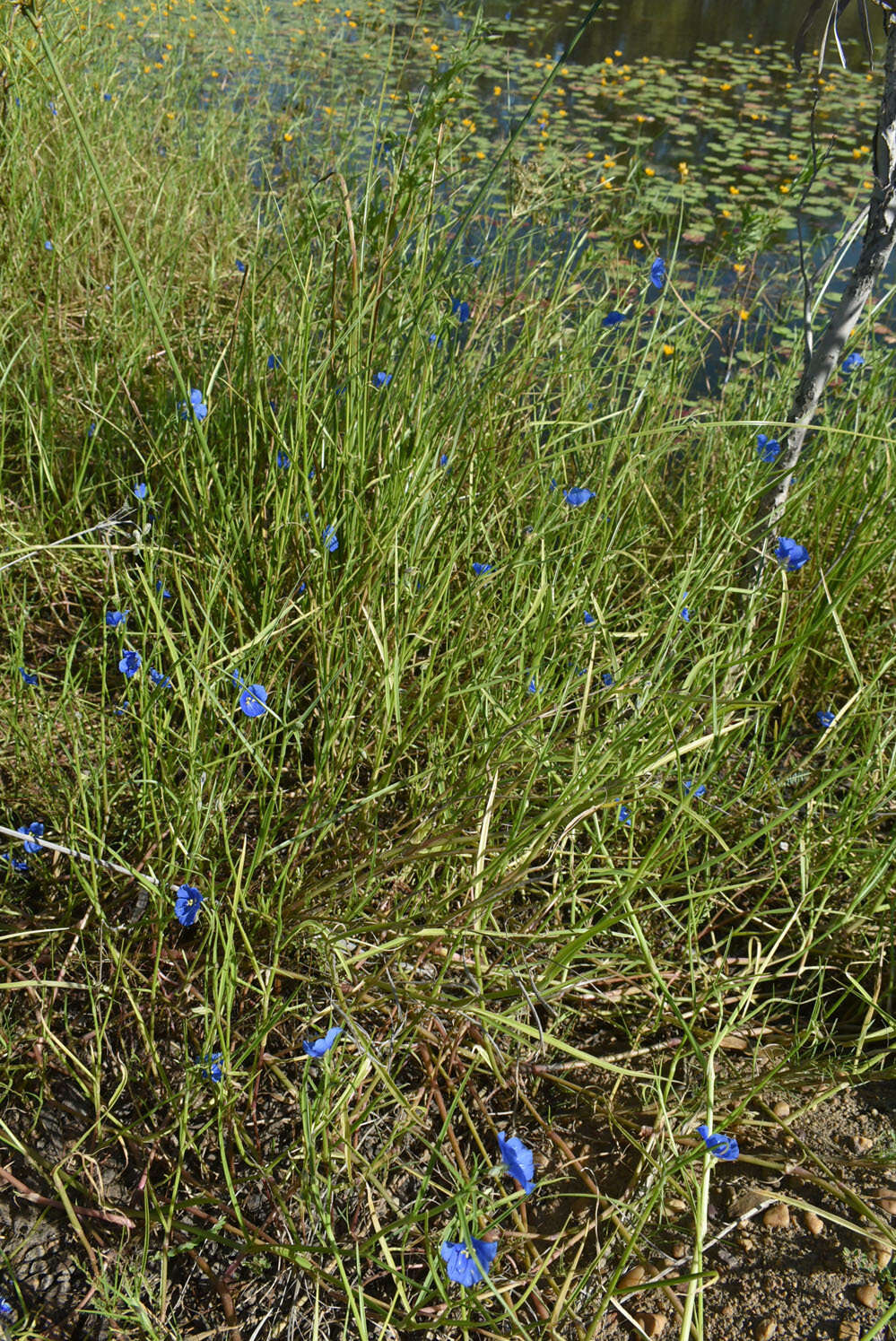 Commelina agrostophylla F. Muell.的圖片