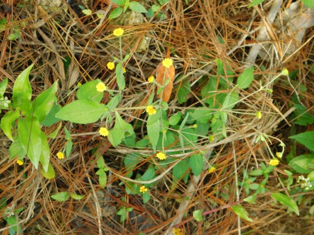 Image de Melampodium paniculatum Gardn.