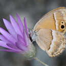 Plancia ëd Coenonympha saadi Kollar 1848