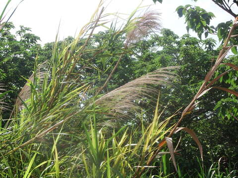 Слика од Phragmites karka (Retz.) Trin. ex Steud.