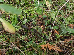 صورة Geoglossum fallax E. J. Durand 1908