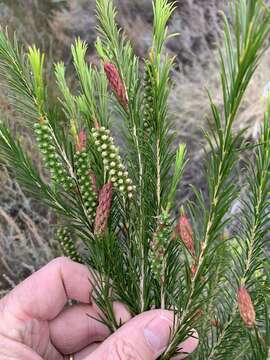 Imagem de Melaleuca armillaris subsp. armillaris