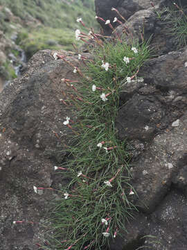 Image of Dianthus basuticus subsp. basuticus