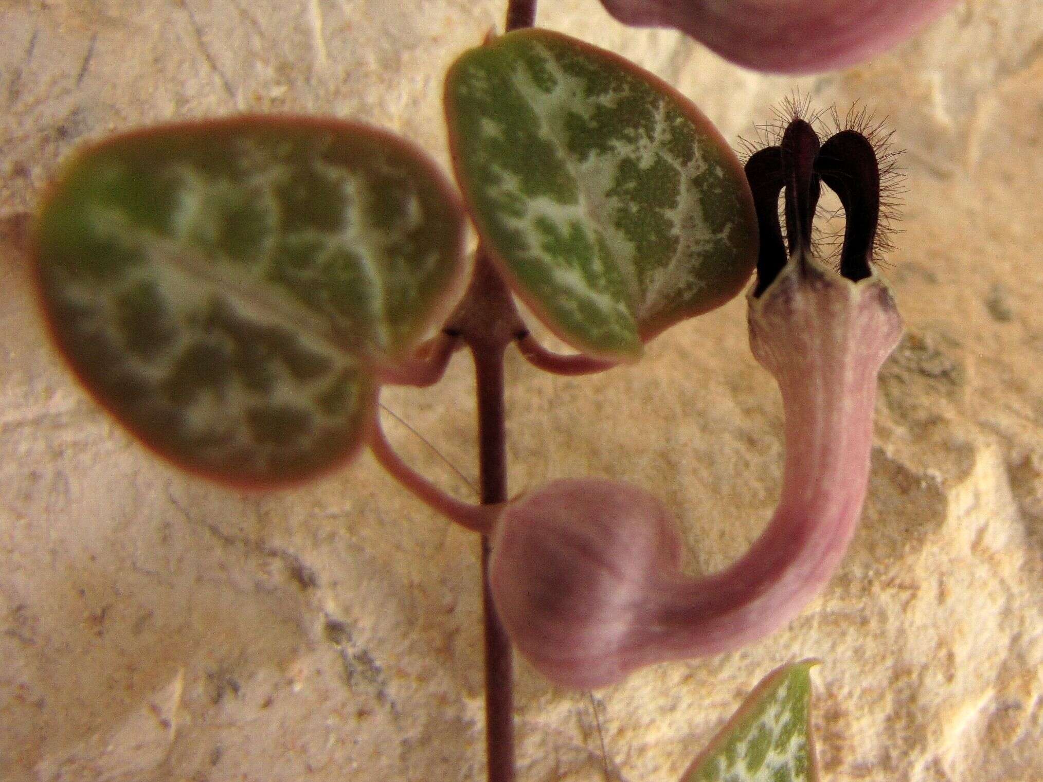 Image of Ceropegia collaricorona Werderm.