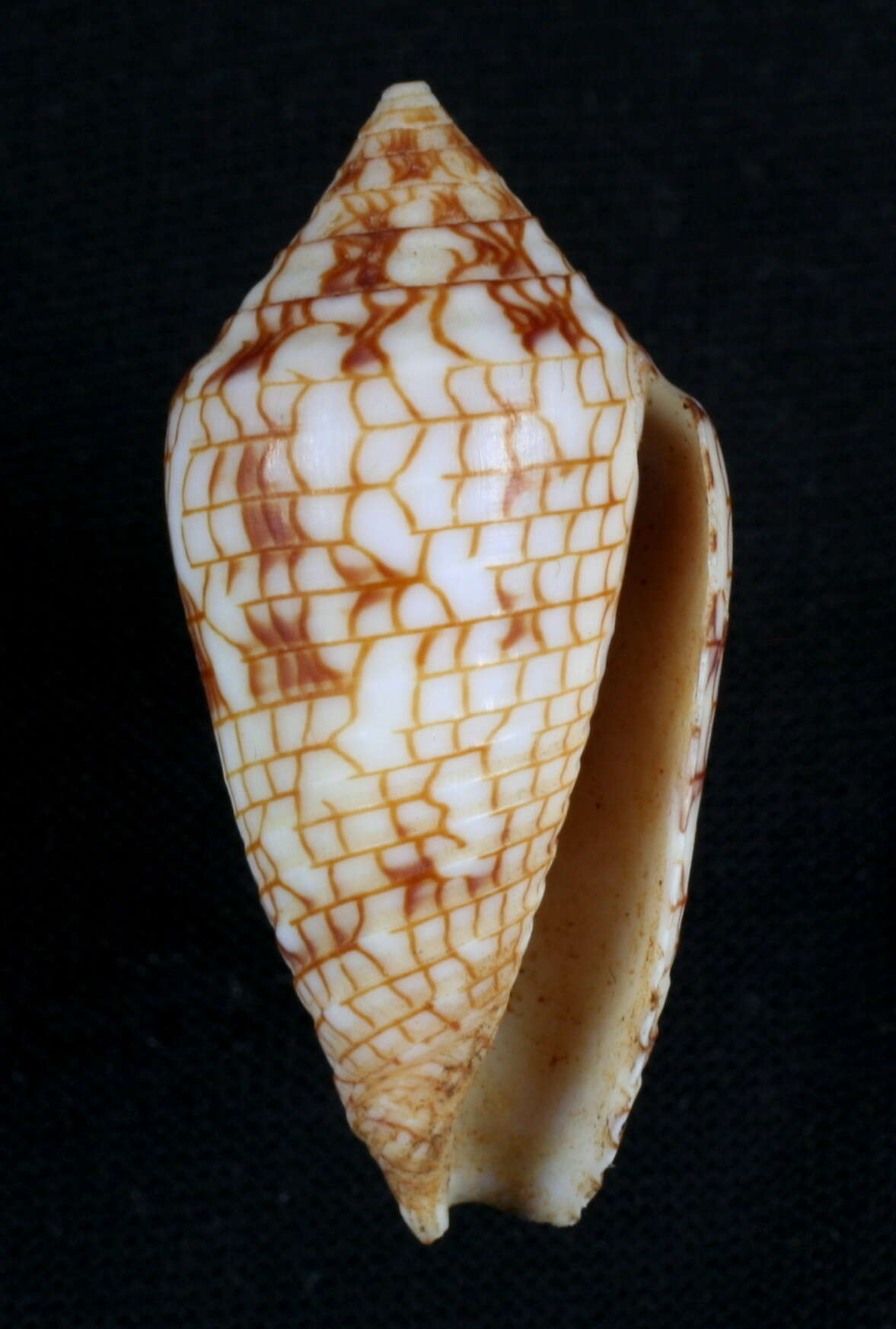 Image of Spiderweb Cone Snail