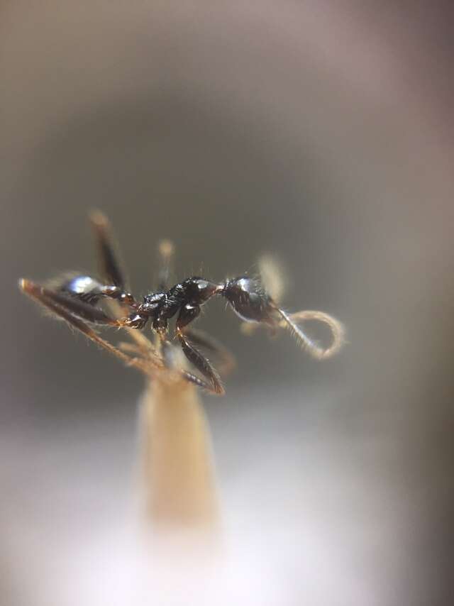 Image of Pheidole latinoda Roger 1863