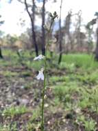 Image of White Lobelia