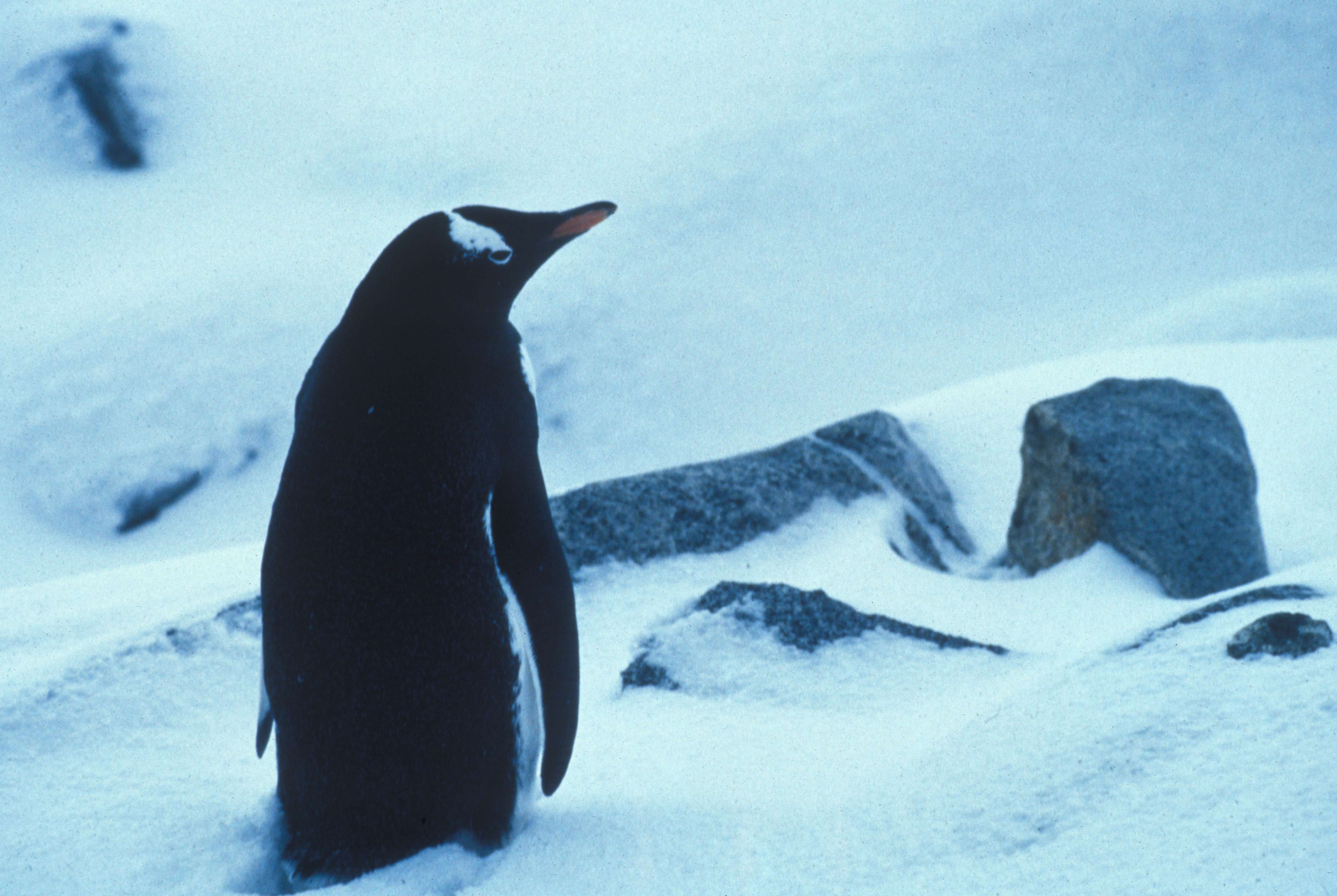 Image of Gentoo Penguin