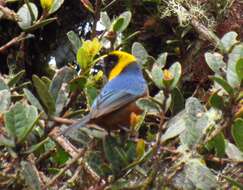 Image of Golden-collared Tanager