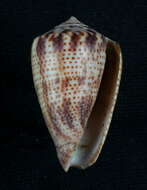 Image de Conasprella perplexa (G. B. Sowerby II 1857)